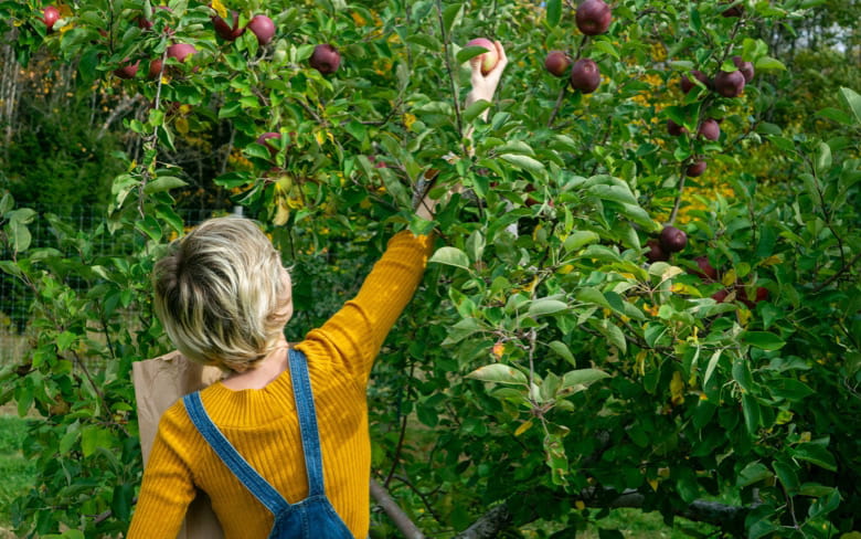 Zelf appels plukken kan weer in de Zelfplukboomgaard Zaltbommel