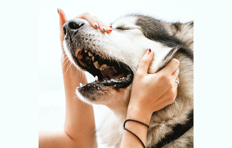 Wandelvrijwilligers geven honden iets extra’s Bommelerwaard