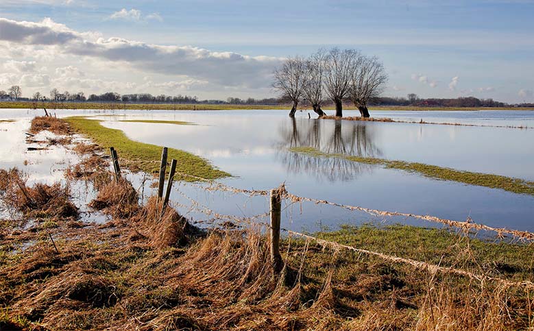 Hoogwater op komst, uiterwaarden lopen vol Bommelerwaard