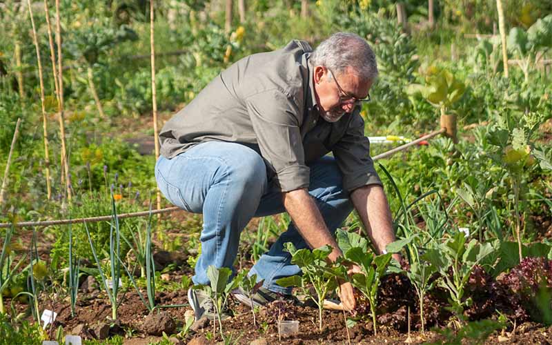 Biologische moestuin zoekt tuinders Bommelerwaard