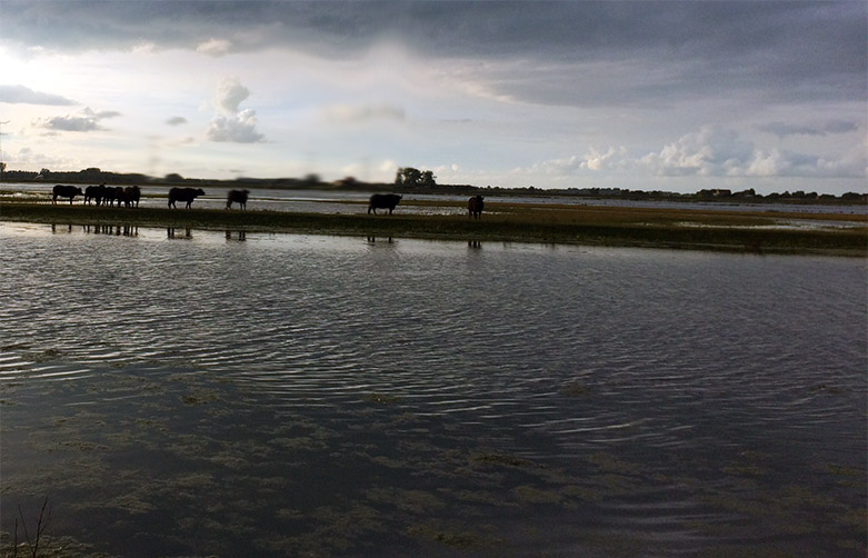 Hoogwater: Rode Geuzen en Konikpaarden in veiligheid Poederoijen