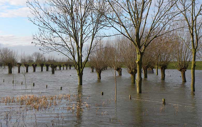 Rivier daalt, Waterschap verwacht komende week nieuwe golf Bommelerwaard