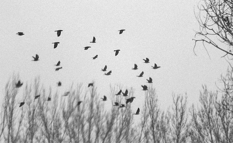 Vogels tellen voor de Vogelatlas Bommelerwaard Bruchem