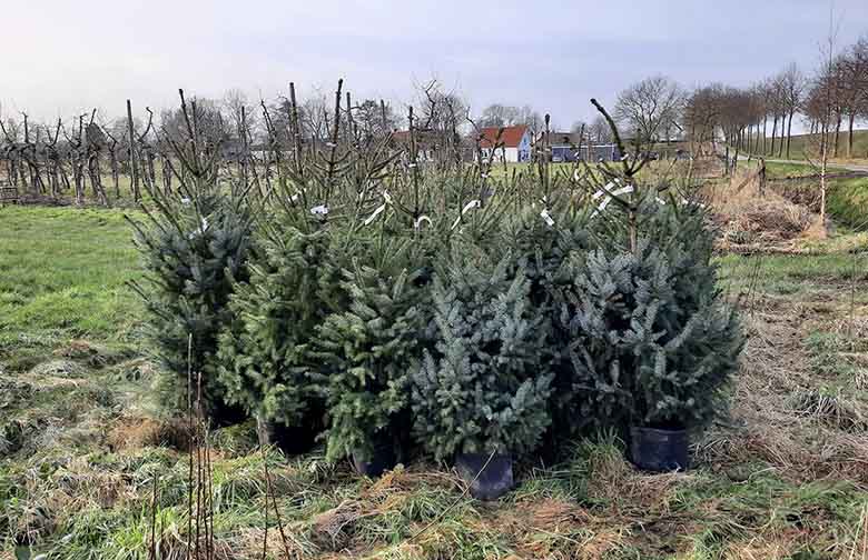 Zelfplukboomgaard komt met adoptieplan voor kerstbomen Zaltbommel