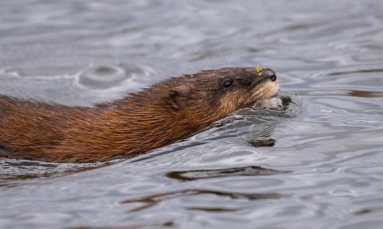 Muskusratten in rivierengebied verder teruggedrongen Bommelerwaard