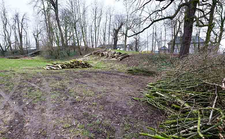 ‘Omgevallen kastanje moet voor stadspark behouden blijven’ Zaltbommel