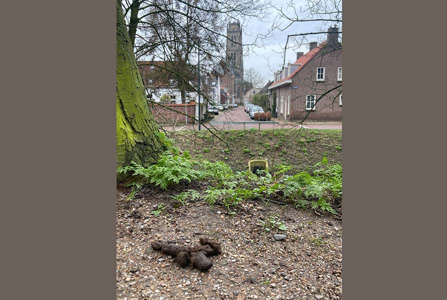 Hondendrollen in het park. ‘Vergissing of onverschilligheid?