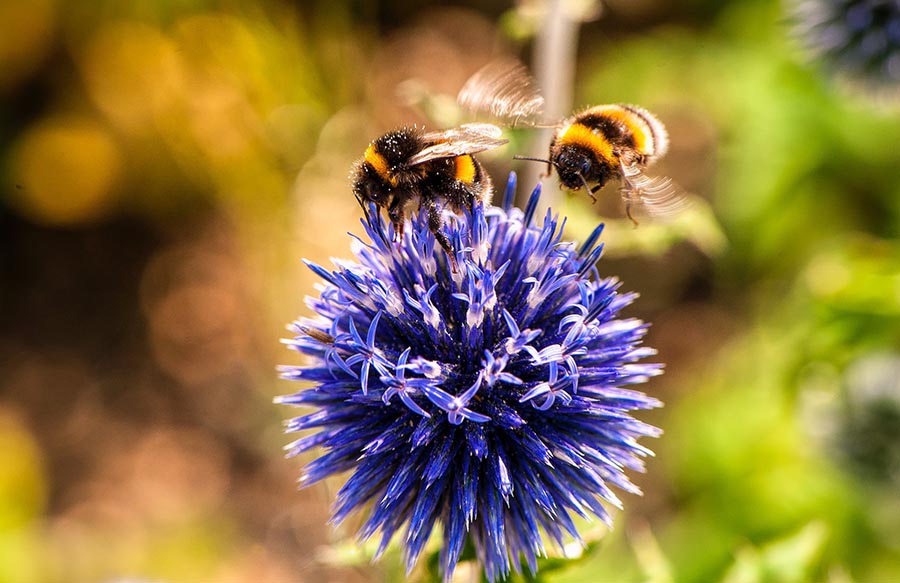 Informatiebijeenkomst over starten van een Bloemrijk