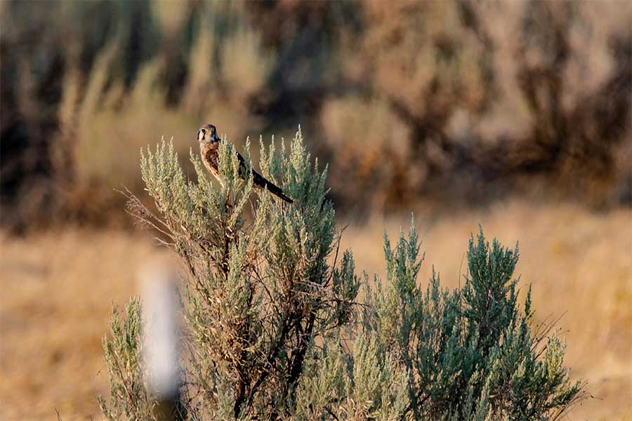 Natuurwacht wil torenvalk terug in boerenlandschap