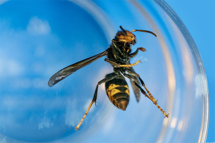 Aziatische hoornaar ook in Bommelerwaard bedreiging voor biodiversiteit