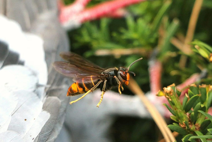 In Hurwenen geldt een alarm voor Aziatische hoornaar