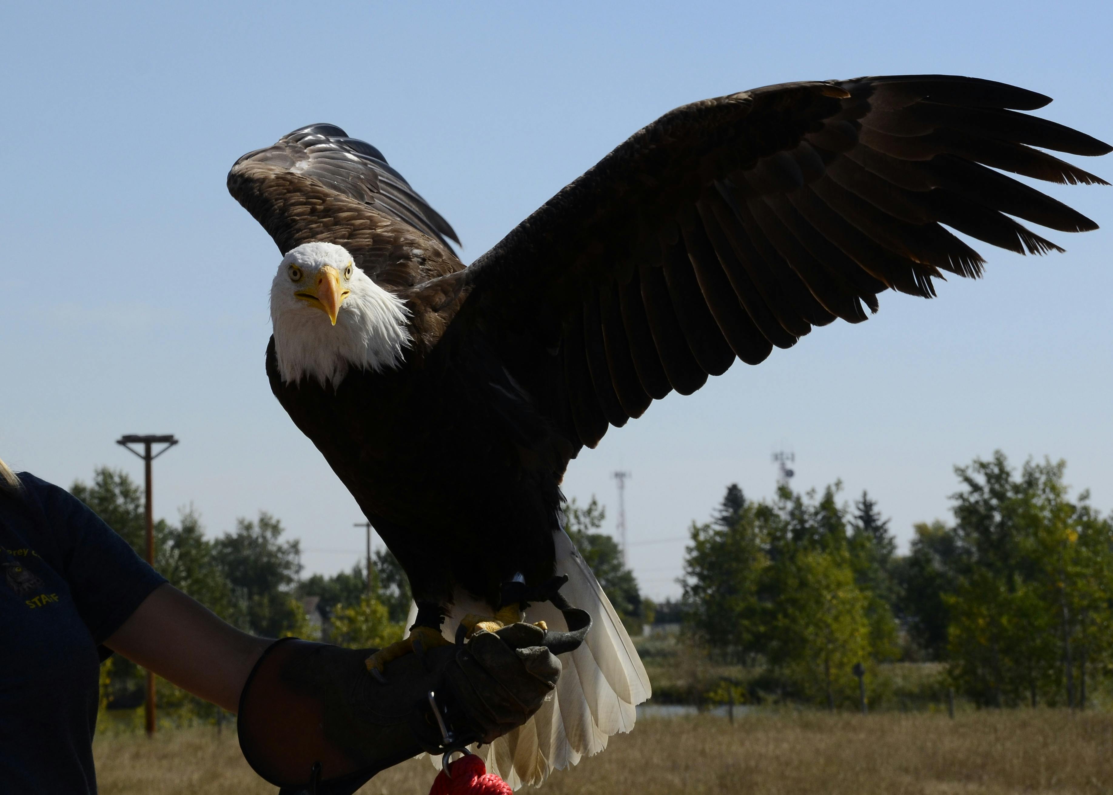 Natuurwacht Bommelerwaard wil geen evenementen met roofvogels meer