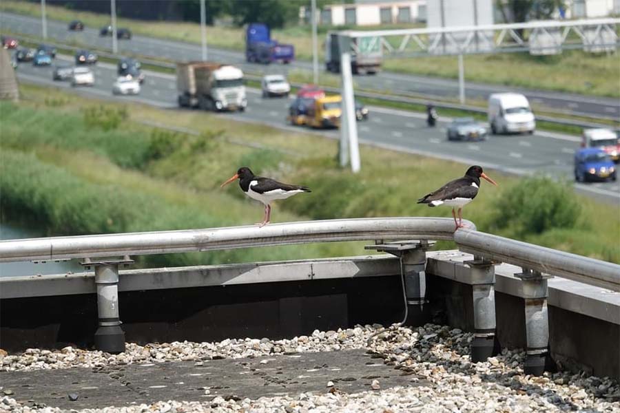 Scholeksters broeden op kantoordak langs A2