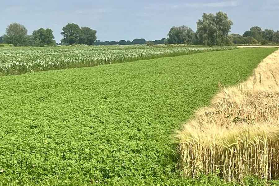 De Capreton oogst succes met concept BAM-akkers