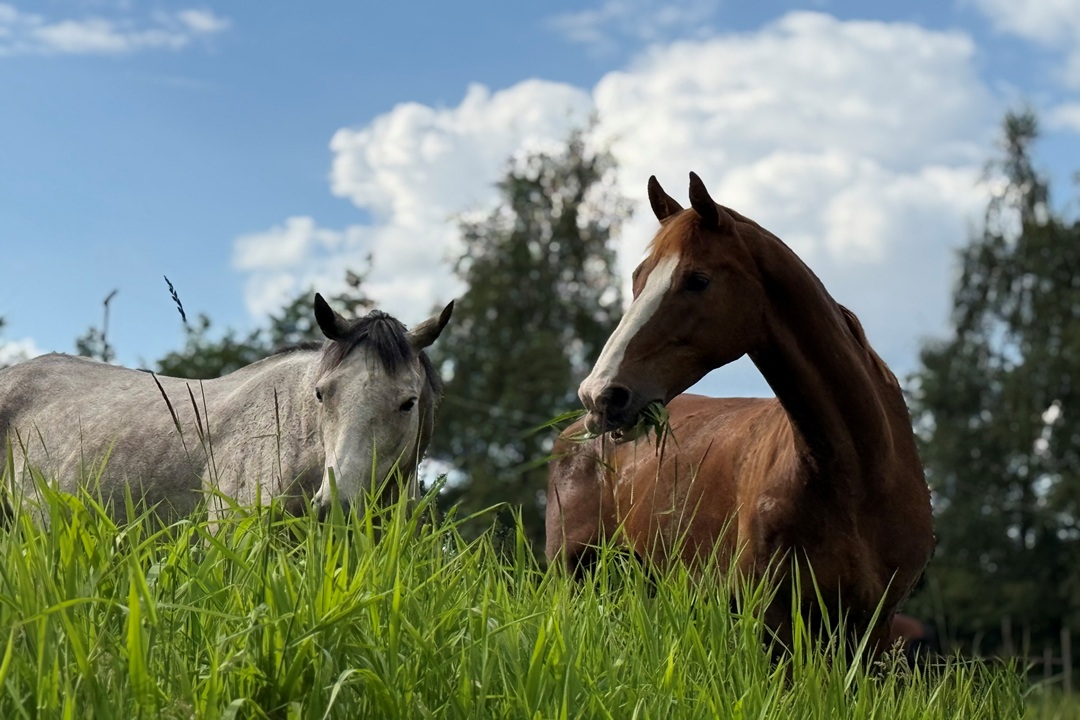Meer dan weiland - hoe paarden en natuur samen floreren
