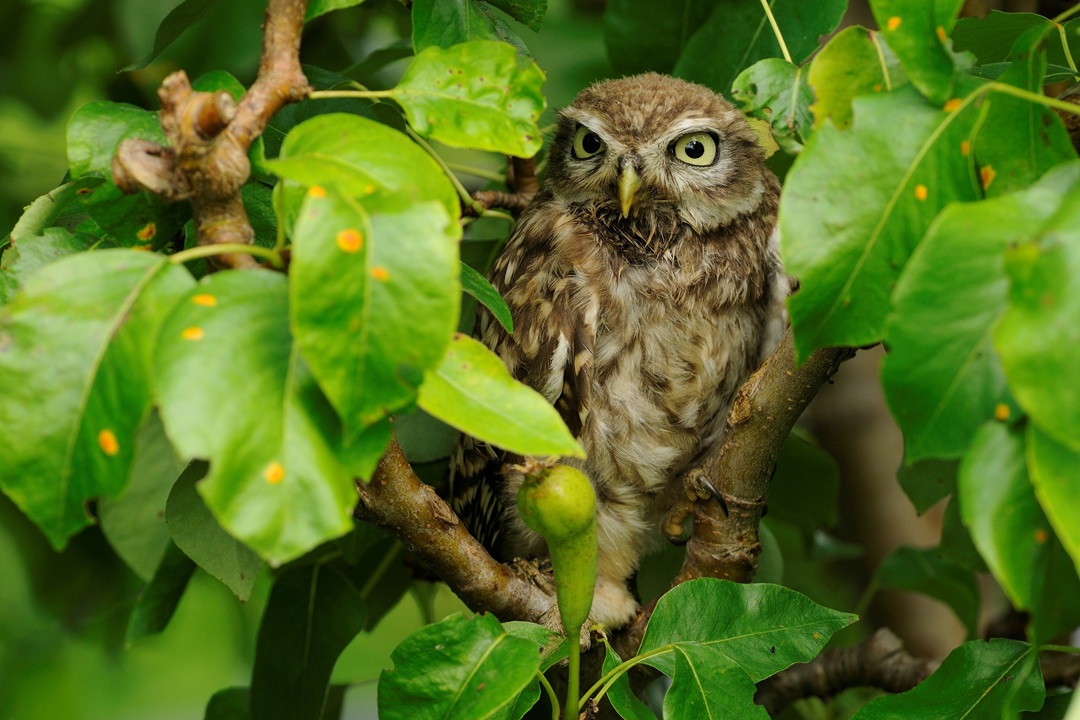  West Maas en waal: doe mee en plant een gratis boom in je tuin!
