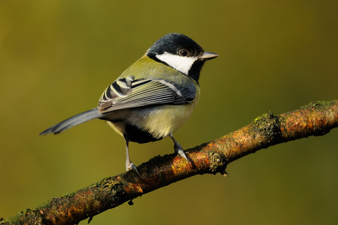 Inspiratiebijeenkomst voor meer vogels en insecten