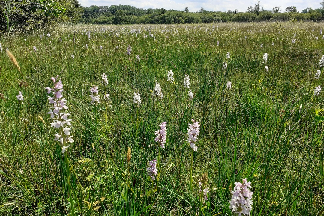 130 Hectare nieuwe natuur in Eindhoven