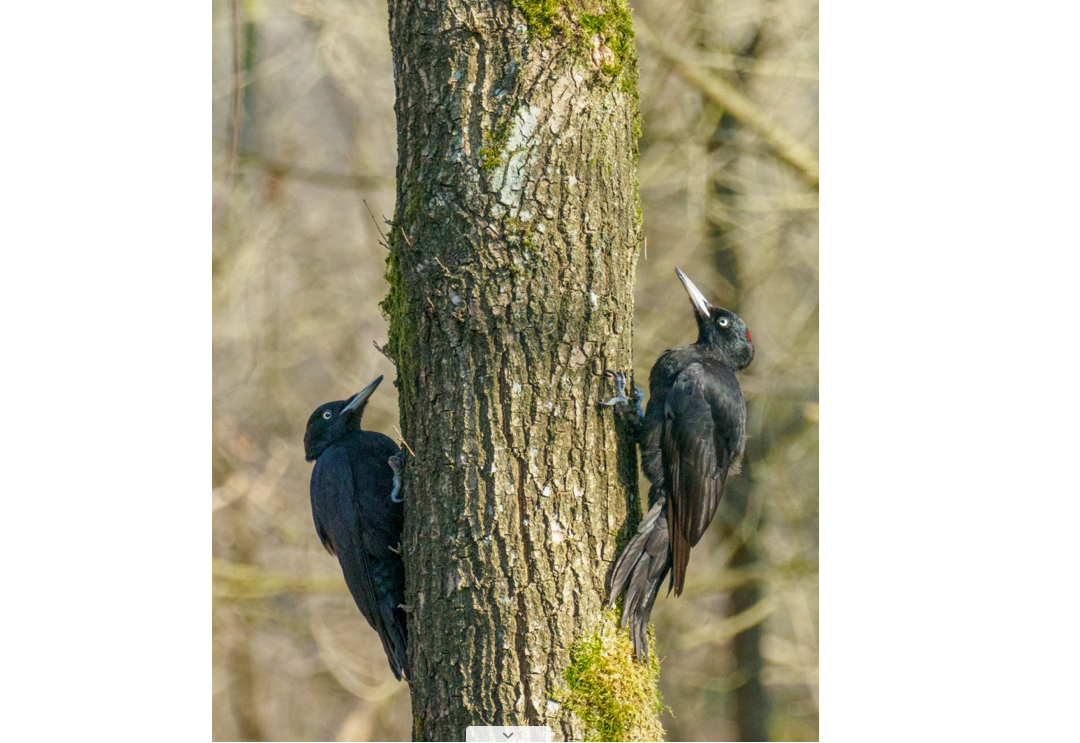 Wandeling over de Middel Akker: ontdek de natuurparel bij Giersbergen