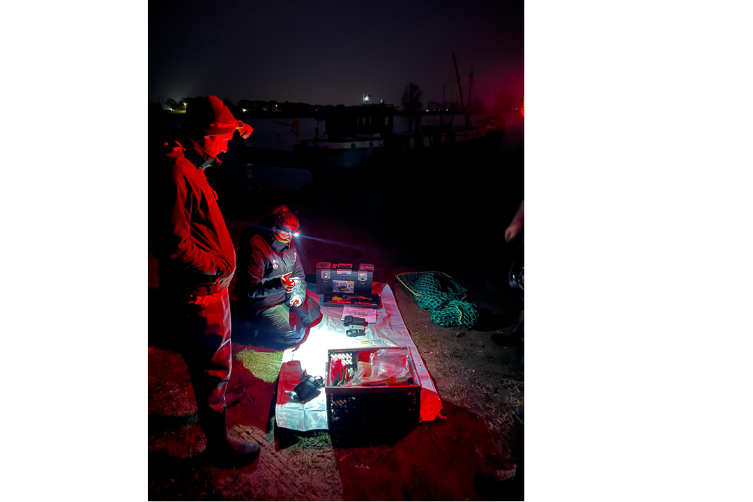 Eerste Brabantse bever gezenderd