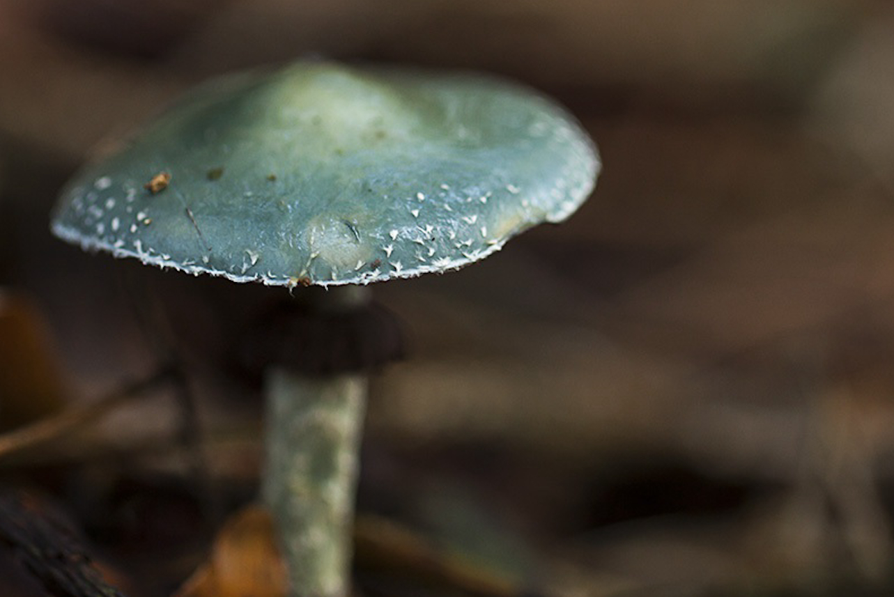 Natuurrakkers gaan op zoek naar paddenstoelen en schimmels