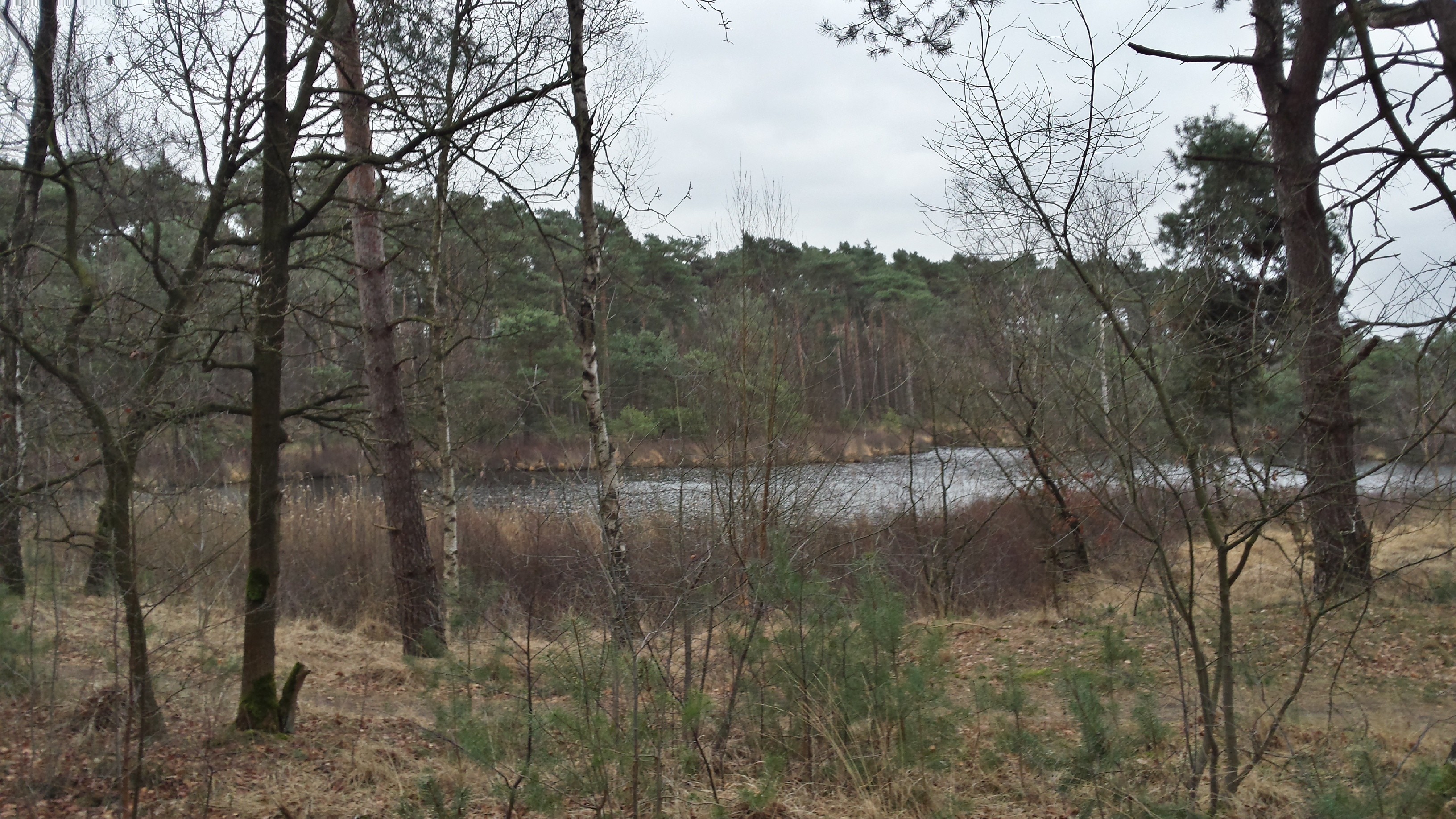 Schapen helpen heide op de Malpie herstellen